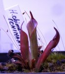 Heliamphora chimantensis (Chimanta Tepui) - kliknij aby zobaczyć zdjęcie. Heliamphora chimantensis (Chimanta Tepui)