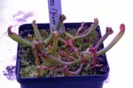 Heliamphora nutans (Giant Form = glabra x nutans) - kliknij aby zobaczyć zdjęcie. Heliamphora nutans (Giant Form = glabra x nutans)