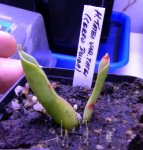 Heliamphora tatei var. tatei (Cerro Duida) - kliknij aby zobaczyć zdjęcie. Heliamphora tatei var. tatei (Cerro Duida)