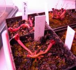 Heliamphora ionasii (Ilu Tepui, Venezuela) - kliknij aby zobaczyć zdjęcie. Heliamphora ionasii (Ilu Tepui, Venezuela)