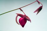 Utricularia quelchii (Auyan Tepui) - kliknij aby zobaczyć zdjęcie. Utricularia quelchii (Auyan Tepui)