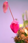 Utricularia quelchii (Auyan Tepui) - kliknij aby zobaczyć zdjęcie. Utricularia quelchii (Auyan Tepui)