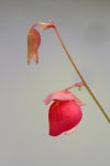Utricularia quelchii (Auyan Tepui) - kliknij aby zobaczyć zdjęcie. Utricularia quelchii (Auyan Tepui)