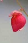 Utricularia quelchii (Auyan Tepui) - kliknij aby zobaczyć zdjęcie. Utricularia quelchii (Auyan Tepui)