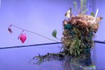 Utricularia quelchii (Auyan Tepui) - kliknij aby zobaczyć zdjęcie. Utricularia quelchii (Auyan Tepui)