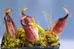 Nepenthes hamata (Gunung Lumut)
