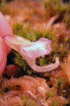 Utricularia jamesoniana (Amuri Tepui ~2100m, Bolivar, Venesuela) - kliknij aby zobaczyć zdjęcie. Utricularia jamesoniana (Amuri Tepui ~2100m, Bolivar, Venesuela)
