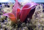 Heliamphora ciliata (Lowland) - kliknij aby zobaczyć zdjęcie. Heliamphora ciliata (Lowland)