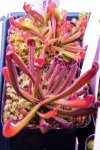 Heliamphora purpurascens - kliknij aby zobaczyć zdjęcie. Heliamphora purpurascens