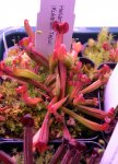 Heliamphora nutans (Kukenam Tepui) - kliknij aby zobaczyć zdjęcie. Heliamphora nutans (Kukenam Tepui)