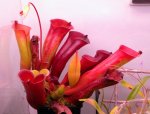 Heliamphora folliculata (Aparaman Tepui, Venezuela) - kliknij aby zobaczyć zdjęcie. Heliamphora folliculata (Aparaman Tepui, Venezuela)