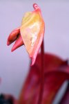 Heliamphora folliculata (Aparaman Tepui, Venezuela) - kliknij aby zobaczyć zdjęcie. Heliamphora folliculata (Aparaman Tepui, Venezuela)