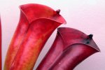Heliamphora folliculata (Aparaman Tepui, Venezuela) - kliknij aby zobaczyć zdjęcie. Heliamphora folliculata (Aparaman Tepui, Venezuela)