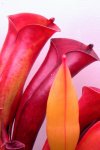 Heliamphora folliculata (Aparaman Tepui, Venezuela) - kliknij aby zobaczyć zdjęcie. Heliamphora folliculata (Aparaman Tepui, Venezuela)