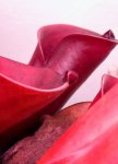 Heliamphora folliculata (Aparaman Tepui, Venezuela) - kliknij aby zobaczyć zdjęcie. Heliamphora folliculata (Aparaman Tepui, Venezuela)