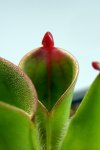 Heliamphora pulchella (Apacapa Tepui) - kliknij aby zobaczyć zdjęcie. Heliamphora pulchella (Apacapa Tepui)