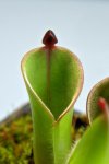 Heliamphora pulchella (Apacapa Tepui) - kliknij aby zobaczyć zdjęcie. Heliamphora pulchella (Apacapa Tepui)