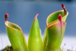Heliamphora pulchella (Apacapa Tepui) - kliknij aby zobaczyć zdjęcie. Heliamphora pulchella (Apacapa Tepui)