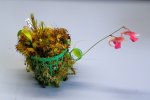 Utricularia quelchii (Auyan Tepui) - kliknij aby zobaczyć zdjęcie. Utricularia quelchii (Auyan Tepui)