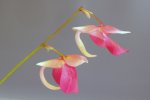 Utricularia quelchii (Auyan Tepui) - kliknij aby zobaczyć zdjęcie. Utricularia quelchii (Auyan Tepui)