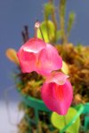 Utricularia quelchii (Auyan Tepui) - kliknij aby zobaczyć zdjęcie. Utricularia quelchii (Auyan Tepui)
