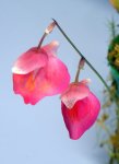 Utricularia quelchii (Auyan Tepui) - kliknij aby zobaczyć zdjęcie. Utricularia quelchii (Auyan Tepui)