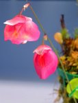 Utricularia quelchii (Auyan Tepui) - kliknij aby zobaczyć zdjęcie. Utricularia quelchii (Auyan Tepui)