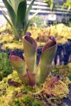Heliamphora pulchella (Apacapa Tepui) - kliknij aby zobaczyć zdjęcie. Heliamphora pulchella (Apacapa Tepui)