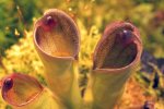 Heliamphora pulchella (Apacapa Tepui) - kliknij aby zobaczyć zdjęcie. Heliamphora pulchella (Apacapa Tepui)