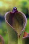 Heliamphora pulchella (Apacapa Tepui) - kliknij aby zobaczyć zdjęcie. Heliamphora pulchella (Apacapa Tepui)