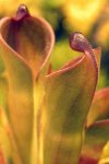 Heliamphora pulchella (Apacapa Tepui) - kliknij aby zobaczyć zdjęcie. Heliamphora pulchella (Apacapa Tepui)