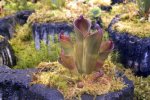 Heliamphora pulchella (Apacapa Tepui) - kliknij aby zobaczyć zdjęcie. Heliamphora pulchella (Apacapa Tepui)