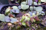 Utricularia calycifida - kliknij aby zobaczyć zdjęcie. Utricularia calycifida