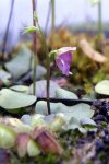 Utricularia calycifida - kliknij aby zobaczyć zdjęcie. Utricularia calycifida