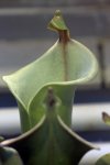 Heliamphora tatei var. tatei (Cerro Duida) - kliknij aby zobaczyć zdjęcie. Heliamphora tatei var. tatei (Cerro Duida)