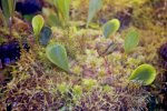Utricularia quelchii (Auyan Tepui) - kliknij aby zobaczyć zdjęcie. Utricularia quelchii (Auyan Tepui)