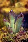 Heliamphora pulchella (Apacapa Tepui) - kliknij aby zobaczyć zdjęcie. Heliamphora pulchella (Apacapa Tepui)