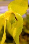 Heliamphora collina (Foothills Testigos) - kliknij aby zobaczyć zdjęcie. Heliamphora collina (Foothills Testigos)