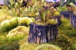 Heliamphora pulchella (Apacapa Tepui) - kliknij aby zobaczyć zdjęcie. Heliamphora pulchella (Apacapa Tepui)