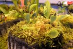 Utricularia quelchii (Auyan Tepui) - kliknij aby zobaczyć zdjęcie. Utricularia quelchii (Auyan Tepui)