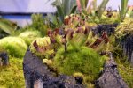 Heliamphora heterodoxa - kliknij aby zobaczyć zdjęcie. Heliamphora heterodoxa