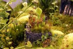 Heliamphora minor - kliknij aby zobaczyć zdjęcie. Heliamphora minor