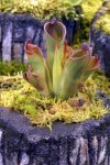 Heliamphora pulchella (Apacapa Tepui) - kliknij aby zobaczyć zdjęcie. Heliamphora pulchella (Apacapa Tepui)