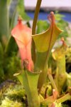 Heliamphora nutans - kliknij aby zobaczyć zdjęcie. Heliamphora nutans