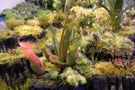 Heliamphora nutans - kliknij aby zobaczyć zdjęcie. Heliamphora nutans