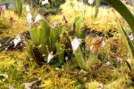 Heliamphora chimantensis (Chimanta Tepui) - kliknij aby zobaczyć zdjęcie. Heliamphora chimantensis (Chimanta Tepui)