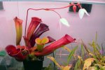 Heliamphora folliculata (Aparaman Tepui, Venezuela) - kliknij aby zobaczyć zdjęcie. Heliamphora folliculata (Aparaman Tepui, Venezuela)