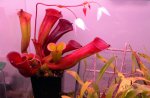Heliamphora folliculata (Aparaman Tepui, Venezuela) - kliknij aby zobaczyć zdjęcie. Heliamphora folliculata (Aparaman Tepui, Venezuela)