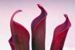 Heliamphora ceracea (Cerro Neblina) - kliknij aby zobaczyć zdjęcie. Heliamphora ceracea (Cerro Neblina)