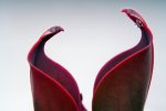 Heliamphora ceracea (Cerro Neblina) - kliknij aby zobaczyć zdjęcie. Heliamphora ceracea (Cerro Neblina)